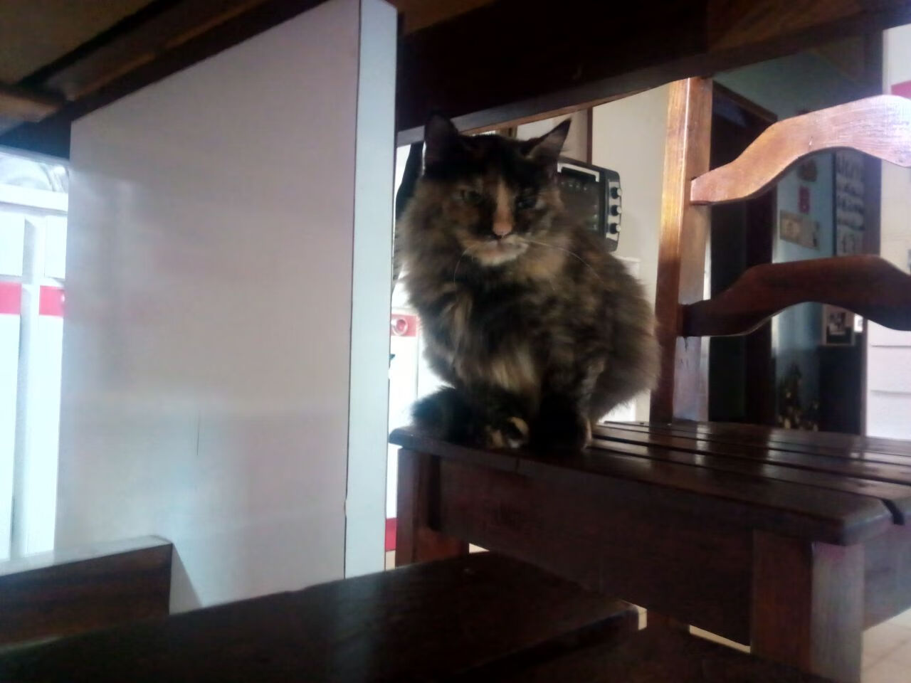 北欧神话破灭之夜，2026世界杯焦点战，委内瑞拉爆冷击败芬兰的背后